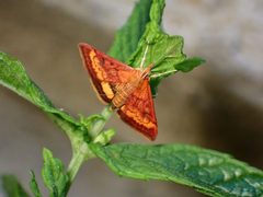 Pyrausta californicalis by (c) Cricket Raspet, some rights reserved (CC BY), uploaded by Cricket Raspet. Used under a CC-BY license.