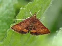 Pyrausta californicalis by no rights reserved, uploaded by Zygy. Used under a CC0 license.
