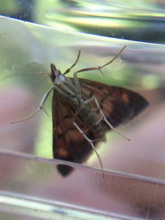 Pyrausta californicalis by (c) Darin J McGuire, some rights reserved (CC BY), uploaded by Darin J McGuire. Used under a CC-BY license.