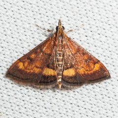 Pyrausta californicalis by (c) Ken-ichi Ueda, some rights reserved (CC BY). Used under a CC-BY license.