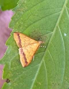 Pyrausta insignitalis by (c) drnancyjackson, some rights reserved (CC BY). Used under a CC-BY license.