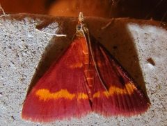 Pyrausta pseuderosnealis by (c) Annika Lindqvist, some rights reserved (CC BY), uploaded by Annika Lindqvist. Used under a CC-BY license.