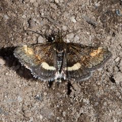 Pyrausta subgenerosa by (c) Ken-ichi Ueda, some rights reserved (CC BY), uploaded by Ken-ichi Ueda. Used under a CC-BY license.