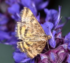 Pyrausta subsequalis by (c) Don Loarie, some rights reserved (CC BY). Used under a CC-BY license.