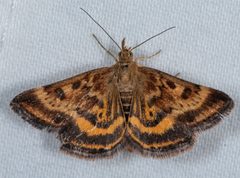 Pyrausta subsequalis by (c) Don Loarie, some rights reserved (CC BY), uploaded by Don Loarie. Used under a CC-BY license.