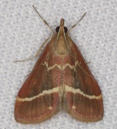 Pyrausta volupialis by no rights reserved, uploaded by Scott Loarie. Used under a CC0 license.