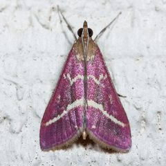 Pyrausta volupialis by (c) Ken-ichi Ueda, some rights reserved (CC BY). Used under a CC-BY license.