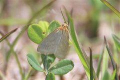 Sitochroa dasconalis by (c) Jake McCumber, some rights reserved (CC BY), uploaded by Jake McCumber. Used under a CC-BY license.