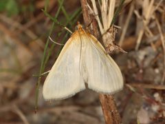 Sitochroa dasconalis by (c) Jake McCumber, some rights reserved (CC BY), uploaded by Jake McCumber. Used under a CC-BY license.