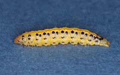 Sitochroa dasconalis by (c) Jake McCumber, some rights reserved (CC BY), uploaded by Jake McCumber. Used under a CC-BY license.