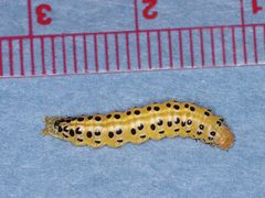 Sitochroa dasconalis by (c) Jake McCumber, some rights reserved (CC BY), uploaded by Jake McCumber. Used under a CC-BY license.