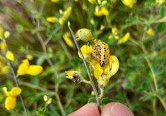 Sitochroa dasconalis by (c) Jake McCumber, some rights reserved (CC BY), uploaded by Jake McCumber. Used under a CC-BY license.