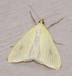 Sitochroa palealis by (c) Nick Block, some rights reserved (CC BY), uploaded by Nick Block. Used under a CC-BY license.