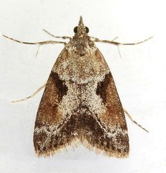 Cosipara modulalis by (c) jimeckert49, some rights reserved (CC BY). Used under a CC-BY license.