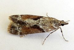 Cosipara modulalis by (c) jimeckert49, some rights reserved (CC BY). Used under a CC-BY license.