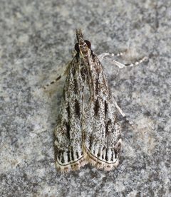 Eudonia strigalis by (c) brendanboyd, some rights reserved (CC BY). Used under a CC-BY license.