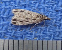 Eudonia strigalis by (c) David Dodd, some rights reserved (CC BY), uploaded by David Dodd. Used under a CC-BY license.
