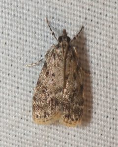 Scoparia dominicki by (c) David George, some rights reserved (CC BY), uploaded by David George. Used under a CC-BY license.