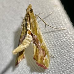 Agathodes monstralis by (c) Sue Carnahan, some rights reserved (CC BY), uploaded by Sue Carnahan. Used under a CC-BY license.