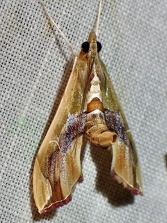 Agathodes monstralis by (c) Sue Carnahan, some rights reserved (CC BY), uploaded by Sue Carnahan. Used under a CC-BY license.