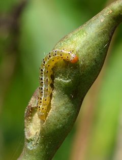 Agathodes monstralis by (c) Amber M. King, some rights reserved (CC BY), uploaded by Amber M. King. Used under a CC-BY license.