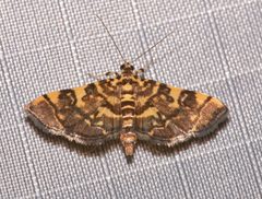 Apogeshna stenialis by (c) Laura Gaudette, some rights reserved (CC BY), uploaded by Laura Gaudette. Used under a CC-BY license.