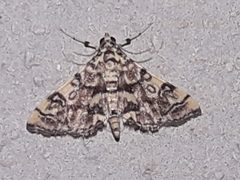 Apogeshna stenialis by (c) Arthur de Jesús Chavarría Pérez, some rights reserved (CC BY), uploaded by Arthur de Jesús Chavarría Pérez. Used under a CC-BY license.