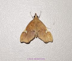 Deuterophysa by no rights reserved, uploaded by Ferhat Gundogdu. Used under a CC0 license.