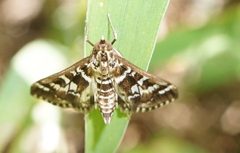 Epipagis forsythae by (c) Eridan Xharahi, some rights reserved (CC BY). Used under a CC-BY license.
