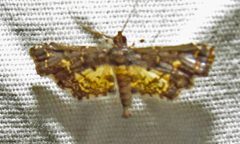 Eurrhyparodes lygdamis by (c) David Dodd, some rights reserved (CC BY), uploaded by David Dodd. Used under a CC-BY license.