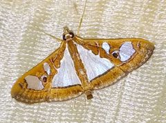 Glyphodes by (c) Jagdish Supekar, some rights reserved (CC BY), uploaded by Jagdish Supekar. Used under a CC-BY license.