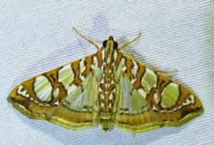 Glyphodes sibillalis by (c) David Dodd, some rights reserved (CC BY), uploaded by David Dodd. Used under a CC-BY license.