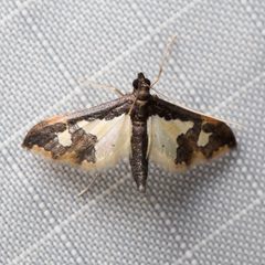 Gonocausta sabinalis by (c) Ken-ichi Ueda, some rights reserved (CC BY), uploaded by Ken-ichi Ueda. Used under a CC-BY license.
