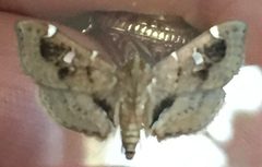 Lamprosema baracoalis by (c) Sam Kieschnick, some rights reserved (CC BY), uploaded by Sam Kieschnick. Used under a CC-BY license.