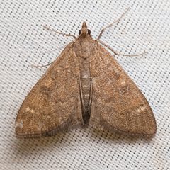 Mecyna mustelinalis by (c) Ken-ichi Ueda, some rights reserved (CC BY), uploaded by Ken-ichi Ueda. Used under a CC-BY license.