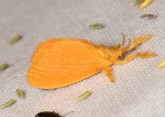 Dalcerides ingenita by (c) Laura Gaudette, some rights reserved (CC BY), uploaded by Laura Gaudette. Used under a CC-BY license.