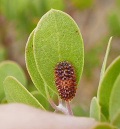 Dalcerides ingenita by (c) Wendy McCrady, some rights reserved (CC BY), uploaded by Wendy McCrady. Used under a CC-BY license.