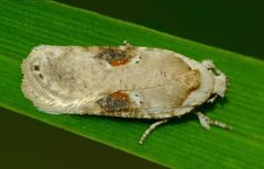 Agonopterix alstroemeriana by (c) Steve Kerr, some rights reserved (CC BY), uploaded by Steve Kerr. Used under a CC-BY license.