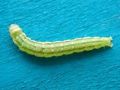 Agonopterix alstroemeriana by (c) Jamie O'Neill, some rights reserved (CC BY), uploaded by Jamie O'Neill. Used under a CC-BY license.