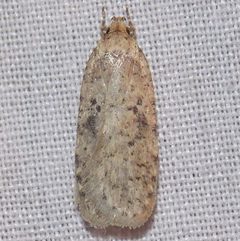 Agonopterix canadensis by (c) Fyn Kynd Photography, some rights reserved (CC BY). Used under a CC-BY license.