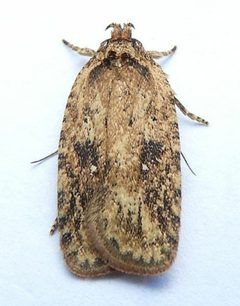 Agonopterix pulvipennella by (c) jimeckert49, some rights reserved (CC BY). Used under a CC-BY license.