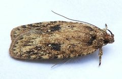 Agonopterix pulvipennella by (c) jimeckert49, some rights reserved (CC BY). Used under a CC-BY license.