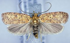 Agonopterix thelmae by (c) Dave, some rights reserved (CC BY), uploaded by Dave. Used under a CC-BY license.