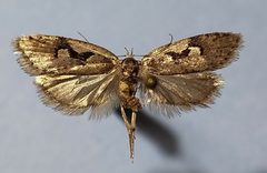 Semioscopis merriccella by (c) Doug Macaulay, some rights reserved (CC BY), uploaded by Doug Macaulay. Used under a CC-BY license.