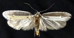 Ethmia albicostella by (c) Doug Macaulay, some rights reserved (CC BY), uploaded by Doug Macaulay. Used under a CC-BY license.