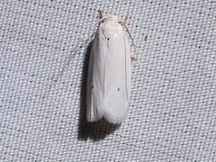 Antaeotricha albulella by (c) Sam Kieschnick, some rights reserved (CC BY), uploaded by Sam Kieschnick. Used under a CC-BY license.
