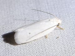 Antaeotricha albulella by (c) Sam Kieschnick, some rights reserved (CC BY), uploaded by Sam Kieschnick. Used under a CC-BY license.