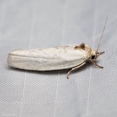 Antaeotricha manzanitae by (c) Ken-ichi Ueda, some rights reserved (CC BY), uploaded by Ken-ichi Ueda. Used under a CC-BY license.