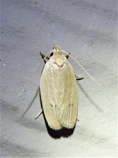 Antaeotricha osseella by (c) Annika Lindqvist, some rights reserved (CC BY), uploaded by Annika Lindqvist. Used under a CC-BY license.