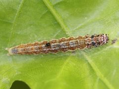 Antaeotricha osseella by (c) Christine Young, some rights reserved (CC BY), uploaded by Christine Young. Used under a CC-BY license.